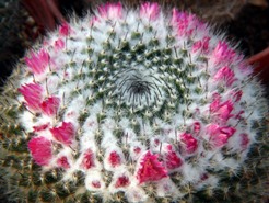 Mammillaria_hahniana(mendeliana